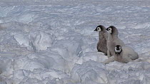 Emperor penguin (Aptenodytes forsteri) chicks struggling to cross a  rough section of ice on their way to the sea, Adelie Land, Antarctica, January.