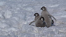Emperor penguin (Aptenodytes forsteri) chicks trying to cross a rough section of ice on their way to the sea, Adelie Land, Antarctica, January.