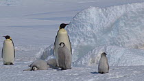 Emperor penguin (Aptenodytes forsteri) chicks calling, with another small chick arriving and falling over, Adelie Land, Antarctica, January.