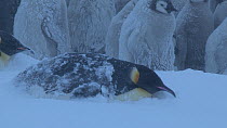 Emperor penguin (Aptenodytes forsteri) sleeping, disappearing in wind blown snow, Adelie Land, Antarctica, January.