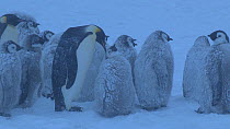 Emperor penguin (Aptenodytes forsteri) feeding chick in wind blown snow, Adelie Land, Antarctica, January.