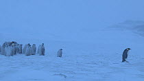 Emperor penguin (Aptenodytes forsteri) leaving colony, Adelie Land, Antarctica, January.