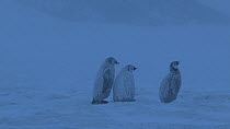 Emperor penguin (Aptenodytes forsteri) chicks walking in a blizzard, one is left behind, Adelie Land, Antarctica, January.