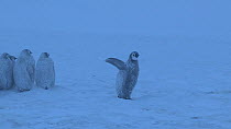 Emperor penguin (Aptenodytes forsteri) chick flapping wings at edge of colony, looking at adult leaving, Adelie Land, Antarctica, January.