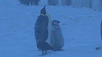 Emperor penguin (Aptenodytes forsteri) bothered by a South polar skua (Stercorarius maccormicki) chick, Adelie Land, Antarctica, January.