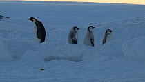 Emperor penguin (Aptenodytes forsteri) leaving chicks, Adelie Land, Antarctica, January.
