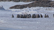 Partly fledged Emperor penguin (Aptenodytes forsteri) chicks departing colony, walking to the sea, Adelie Land, Antarctica, January.