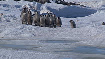 Group of Emperor penguin (Aptenodytes forsteri) stopping in front of a tide crack whilst walking to the sea, Adelie Land, Antarctica, January.
