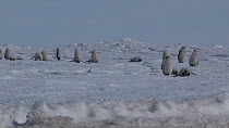Emperor penguin (Aptenodytes forsteri) chicks leaving colony to walk to the sea, Adelie Land, Antarctica, January.