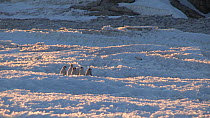 Group of Emperor penguin (Aptenodytes forsteri) chicks leaving colony for the sea, Adelie Land, Antarctica, January.
