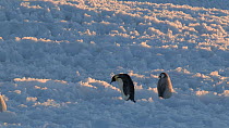 Emperor penguin (Aptenodytes forsteri) chick calling for parent, parent leaving, Adelie Land, Antarctica, January.