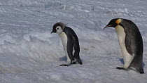 Emperor penguin (Aptenodytes forsteri) walking with chick, Adelie Land, Antarctica, January.