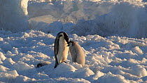 Emperor penguin (Aptenodytes forsteri) regurgitating food for chick, Adelie Land, Antarctica, January.