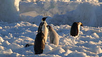 Emperor penguin (Aptenodytes forsteri) trying to feed chick, Adelie Land, Antarctica, January.
