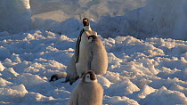 Tilt shot of an Emperor penguin (Aptenodytes forsteri) chick feeding, Adelie Land, Antarctica, January.