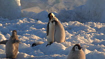 Panning shot of Emperor penguins (Aptenodytes forsteri) feeding chicks and chicks begging, Adelie Land, Antarctica, January.