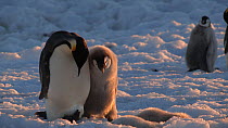 Emperor penguin (Aptenodytes forsteri) chick begging for food from parent, Adelie Land, Antarctica, January.