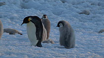 Panning shot of an Emperor penguin (Aptenodytes forsteri) chick following an adult and begging for food, with dead chicks all around, Adelie Land, Antarctica, January.