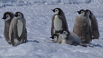 Group of Emperor penguin (Aptenodytes forsteri) chicks tobogganing, Adelie Land, Antarctica, January.