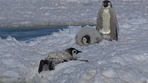 Tired Emperor penguin (Aptenodytes forsteri) chick climbing out of a tide crack, Adelie Land, Antarctica, January.