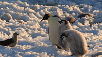 Emperor penguin (Aptenodytes forsteri) chick begging for food from parent, disturbed by a South polar skua (Stercorarius maccormicki), Adelie Land, Antarctica, January.