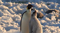 Emperor penguin (Aptenodytes forsteri)  feeding chick, Adelie Land, Antarctica, January.