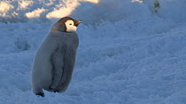 Emperor penguin (Aptenodytes forsteri) chick walking, with a heart shaped patch on its chest, Adelie Land, Antarctica, January.