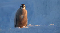 Emperor penguin (Aptenodytes forsteri) chick with a heart shaped patch on its chest approaching an adult, calling, Adelie Land, Antarctica, January.