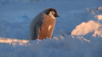 Panning shot from an Emperor penguin (Aptenodytes forsteri) to a chick looking around and calling, Adelie Land, Antarctica, January.