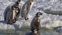 Emperor penguin (Aptenodytes forsteri) chicks struggling to climb out of a tide crack, Adelie Land, Antarctica, January.