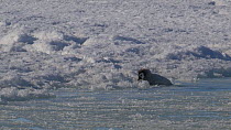 Emperor penguin (Aptenodytes forsteri) chick struggling to cross a tide crack, following other chicks going to sea, Adelie Land, Antarctica, January.