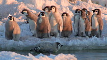 Emperor penguin (Aptenodytes forsteri) chick struggling to climb out of a tide crack on way to sea, with other chicks standing behind, Adelie Land, Antarctica, January.