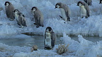 Group of Emperor penguin (Aptenodytes forsteri) chicks walking to the sea, stumbling on rough ice, one falls in, Adelie Land, Antarctica, January.