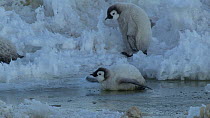 Group of Emperor penguin (Aptenodytes forsteri) chicks walking to the sea, stumbling on rough ice, Adelie Land, Antarctica, January.