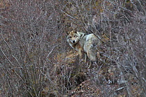 Eurasian wolf (Canis lupus) Sanjiangyuan National Nature Reserve, Qinghai Hoh Xil UNESCO World Heritage Site, Qinghai-Tibet Plateau, Qinghai Province, China.