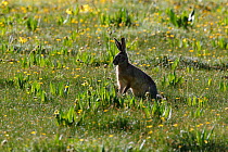 Woolly hare (Lepus oiostolus) Sanjiangyuan National Nature Reserve, Qinghai Hoh Xil UNESCO World Heritage Site, Qinghai-Tibet Plateau, Qinghai Province, China.