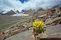 Wild flower (Corydalis sp) on mountainside, Sanjiangyuan National Nature Reserve, Qinghai Hoh Xil UNESCO World Heritage Site, Qinghai-Tibet Plateau, Qinghai Province, China.