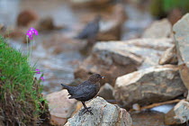 White-throated dipper (Cinclus cinclus) with insect prey, Sanjiangyuan National Nature Reserve, Qinghai Hoh Xil UNESCO World Heritage Site, Qinghai-Tibet Plateau, Qinghai Province, China.