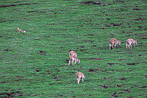 Tibetan Fox (Vulpes ferrilata) watching Tibetan gazelle (Procapra picticaudata)  Sanjiangyuan National Nature Reserve, Qinghai Hoh Xil UNESCO World Heritage Site, Qinghai-Tibet Plateau, Qinghai Provin...