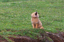 Tibetan Fox (Vulpes ferrilata) yawning, Sanjiangyuan National Nature Reserve, Qinghai Hoh Xil UNESCO World Heritage Site, Qinghai-Tibet Plateau, Qinghai Province, China.