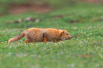 Tibetan Fox (Vulpes ferrilata) stalking / hunting, Sanjiangyuan National Nature Reserve, Qinghai Hoh Xil UNESCO World Heritage Site, Qinghai-Tibet Plateau, Qinghai Province, China.