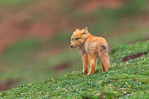 Tibetan Fox (Vulpes ferrilata) Sanjiangyuan National Nature Reserve, Qinghai Hoh Xil UNESCO World Heritage Site, Qinghai-Tibet Plateau, Qinghai Province, China.
