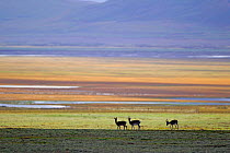 Tibetan gazelle (Procapra picticaudata) group of three, Sanjiangyuan National Nature Reserve, Qinghai Hoh Xil UNESCO World Heritage Site, Qinghai-Tibet Plateau, Qinghai Province, China.