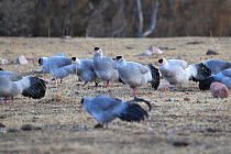 White Eared-Pheasant (Crossoptilon crossoptilon) flock on ground, Sanjiangyuan National Nature Reserve, Qinghai Hoh Xil UNESCO World Heritage Site, Qinghai-Tibet Plateau, Qinghai Province, China.
