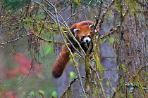 Red panda (Ailurus fulgens) Balang Mountain, Wolong National Nature Reserve, Sichuan Giant Panda Sanctuaries - Wolong,  Mt Siguniang and Jiajin Mountains UNESCO World Heritage Site, Sichuan Province,...