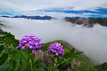 Wild flowers (Cardamine tangutorum) Balang Mountain, Wolong National Nature Reserve, Sichuan Giant Panda Sanctuaries - Wolong,  Mt Siguniang and Jiajin Mountains UNESCO World Heritage Site, Sichuan Pr...