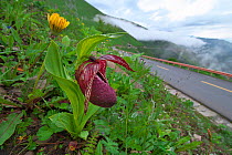 Lady's slipper orchid (Cypripedium tibeticum) Balang Mountain, Wolong National Nature Reserve, Sichuan Giant Panda Sanctuaries - Wolong,  Mt Siguniang and Jiajin Mountains UNESCO World Heritage Site,...