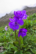 Blue poppy (Meconopsis lancifolia) Balang Mountain, Wolong National Nature Reserve, Sichuan Giant Panda Sanctuaries - Wolong,  Mt Siguniang and Jiajin Mountains UNESCO World Heritage Site, Sichuan Pro...