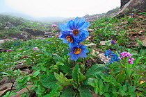 Blue poppy (Meconops balangensis) Balang Mountain, Wolong National Nature Reserve, Sichuan Giant Panda Sanctuaries - Wolong,  Mt Siguniang and Jiajin Mountains UNESCO World Heritage Site, Sichuan Prov...