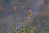 Common Kestrel (Falco tinnunculus) perched on branch, Balang Mountain, Wolong National Nature Reserve, Sichuan Giant Panda Sanctuaries - Wolong,  Mt Siguniang and Jiajin Mountains UNESCO World Heritag...
